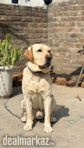 ???? American Labrador