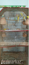 Parrot Australian 40 paier sale