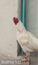 Pure White Aseel Murga Mianwali Breed