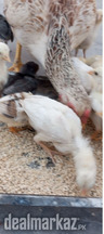 Pure white Mianwali Aseel chicks