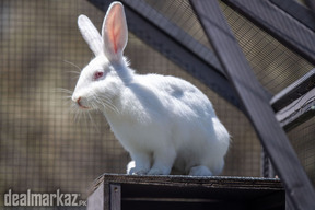 Young breeder female rabbit | white | red eyes