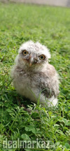 Pokit owls baby available