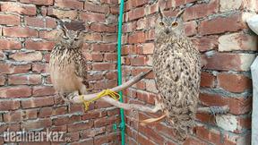 Price single price Eagle owls
