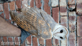 Burn owl avil inoder