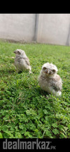 owl baby avil on oder