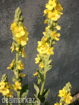 Mullein (Verbascum thapsus