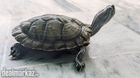 Red Eared Slider | Male | 2.5-3 years | Healthy