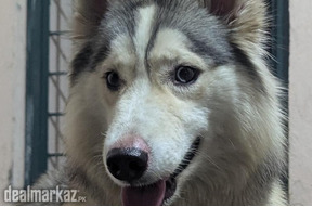 Husky female very rare for sale in Lahore Pakistan