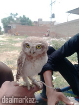 Spotted owlets best quality