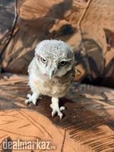 I'm selling my 3 pieces of Baby Owl