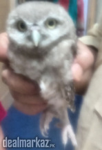 Owls for sale 2 piece