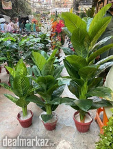 Natural Looking Artificial Plants