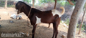 MALE GOATS BAKRAY FOR SALE