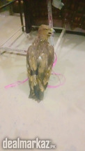 Golden Eagle most attractive with beautiful body .