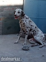 Dalmatian female for sale ..fully vaccinenat and trained