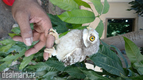 Owl pokit owl owl