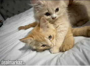 Persian kittens