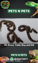 Ball python available