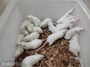mice available for sale