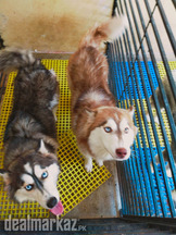 Siberian husky adult can be exchanged with rottweiler puppies