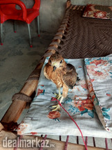 Eagle golden baby good health