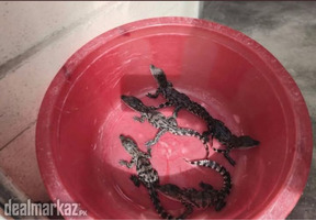 Crocodile babies for sale