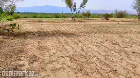 250 Kanal Plain Ag Land for Sale ½ KM Front, Bore, House, Single Owner