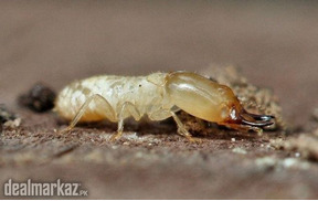 Termite Treatment Service