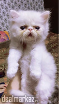 Pike face kitten
