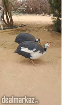 Guinea fowl pair (chitkubra murghi/ chiny murghi)