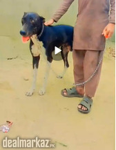 Well trained Doberman dog