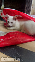White Short-Hair Cat – Cute, Healthy & Playful