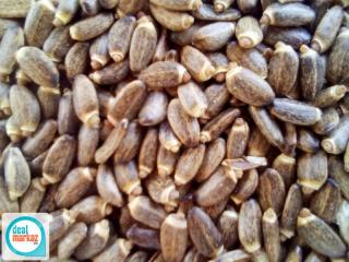 Milk Thistle Fresh Dried Seeds Available